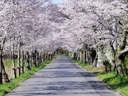 桜の名所21 埼玉 群馬 栃木県のお花見デートスポット よろず堂通信