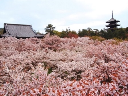 6仁和寺の御室桜